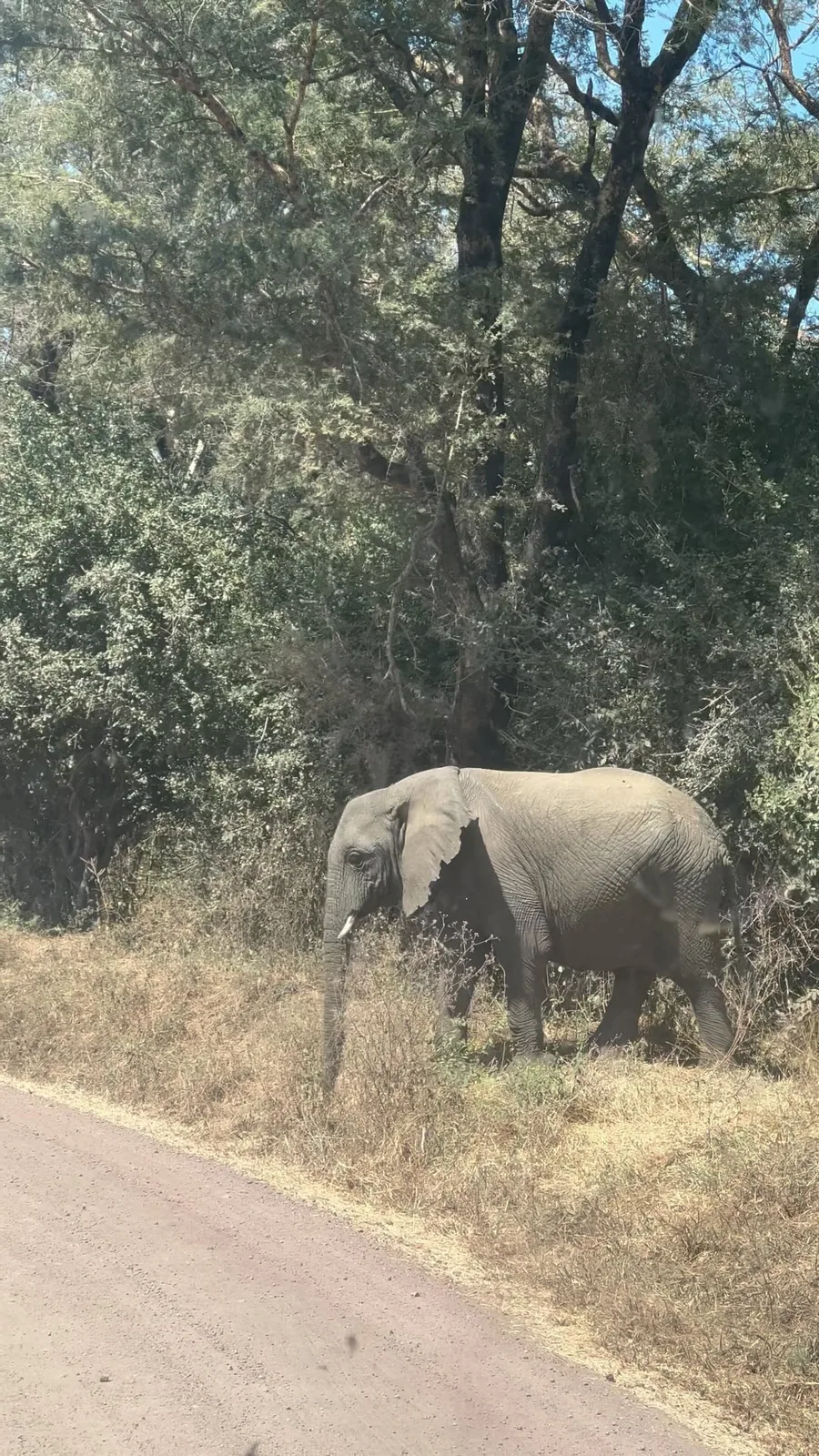 Orio Wildlife Safaris