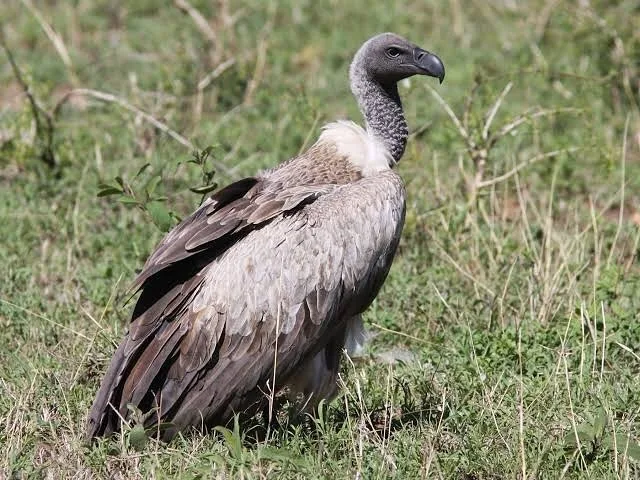 Orio Wildlife Safaris