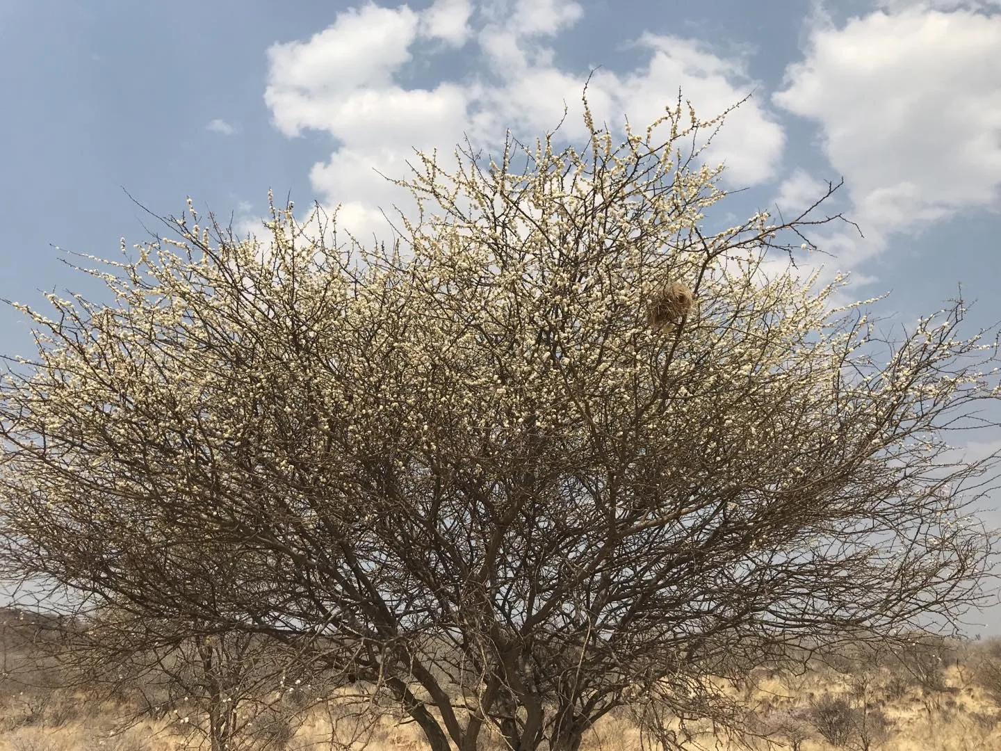 Otjikoko Game Ranch