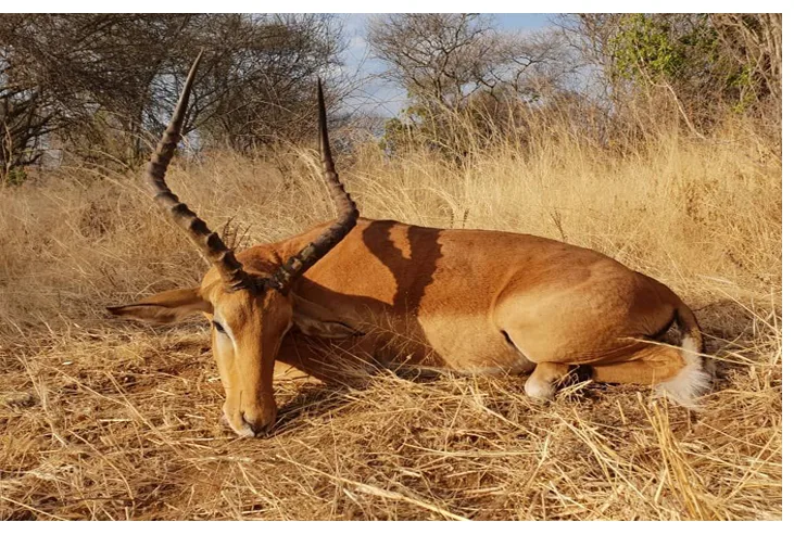 PH-Asma Hunting Safaris Ltd