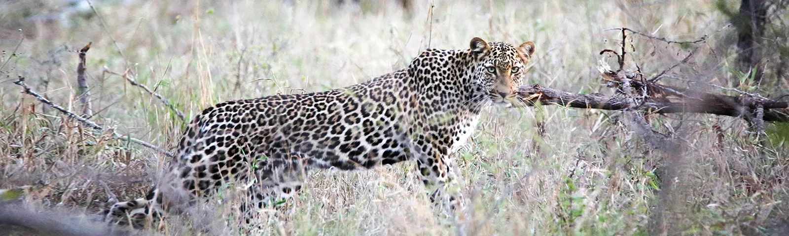 PH-Asma Hunting Safaris Ltd