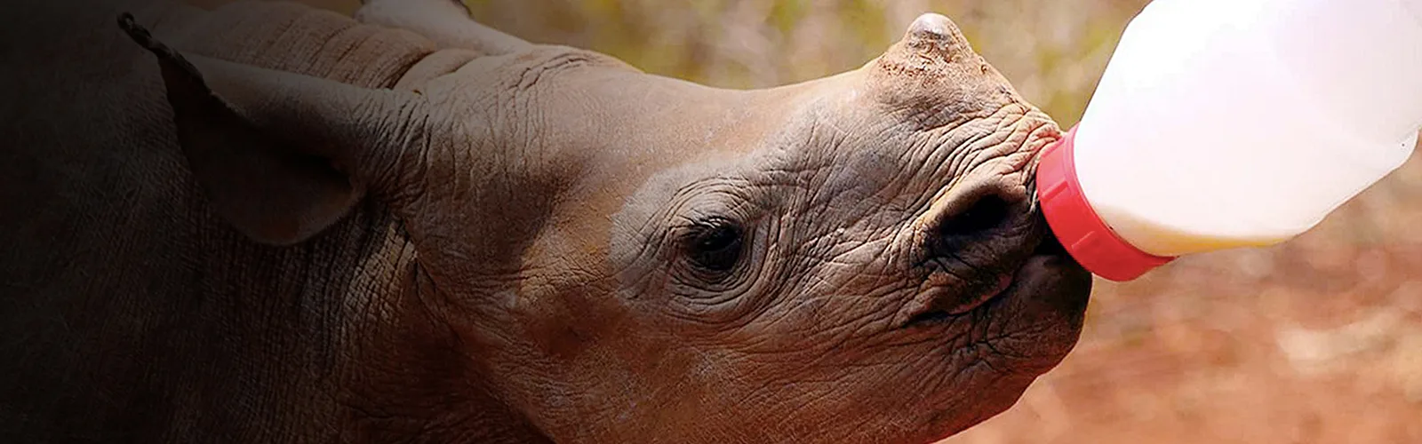 Rockwood Rhino Nursery