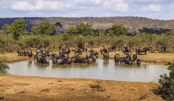 Safari Afrika