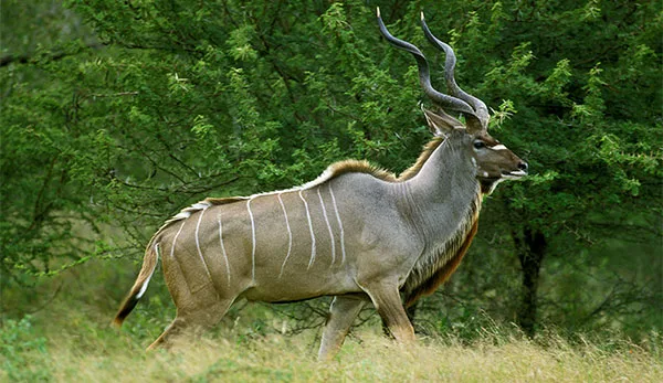 Trophy Hunting in South Africa