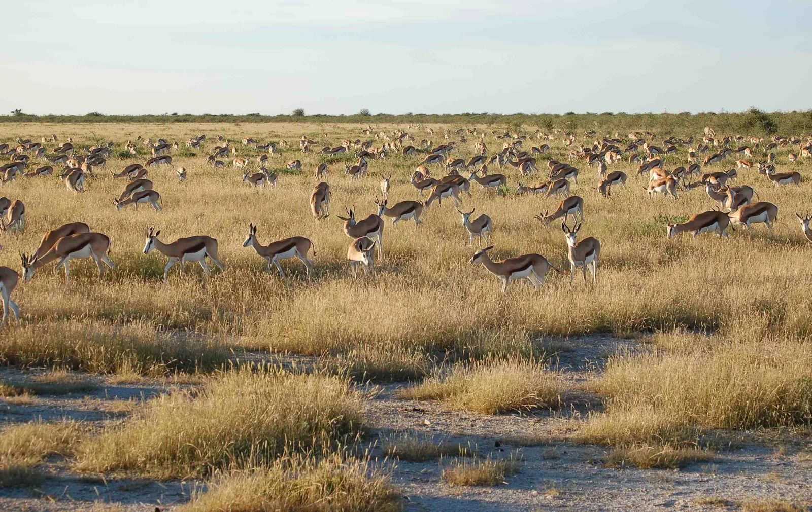 Scheidthof Hunting Safaris