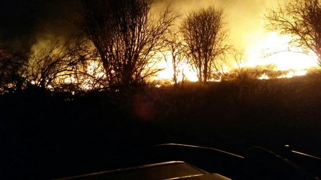 Kalahari Veld Firre