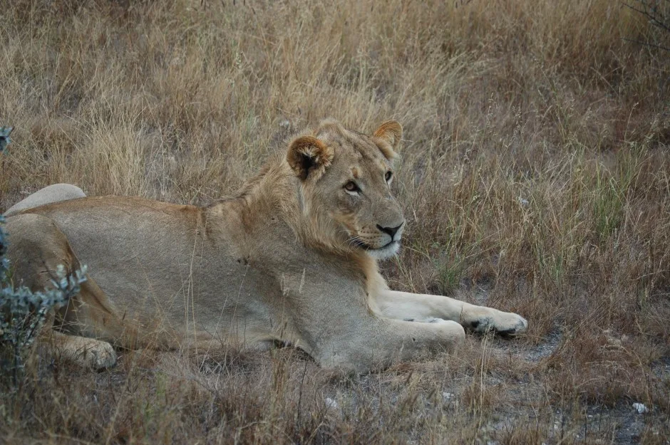 Scheidthof Hunting Safaris