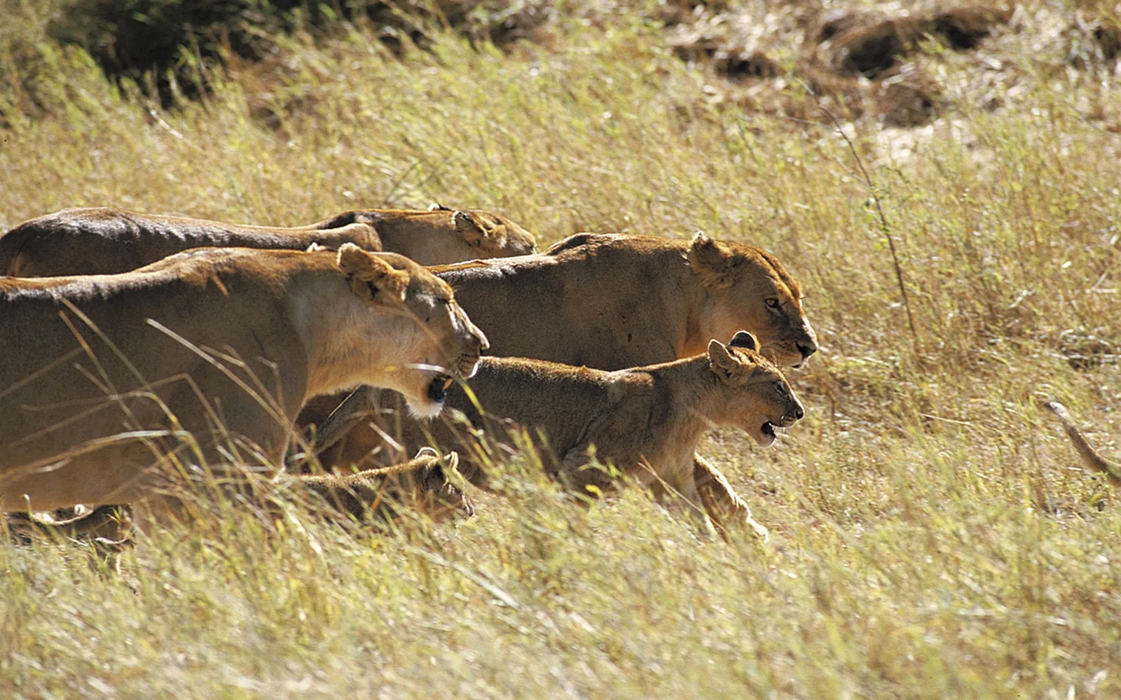 Tanganyika Game Fishing and Photographic Safaris Ltd