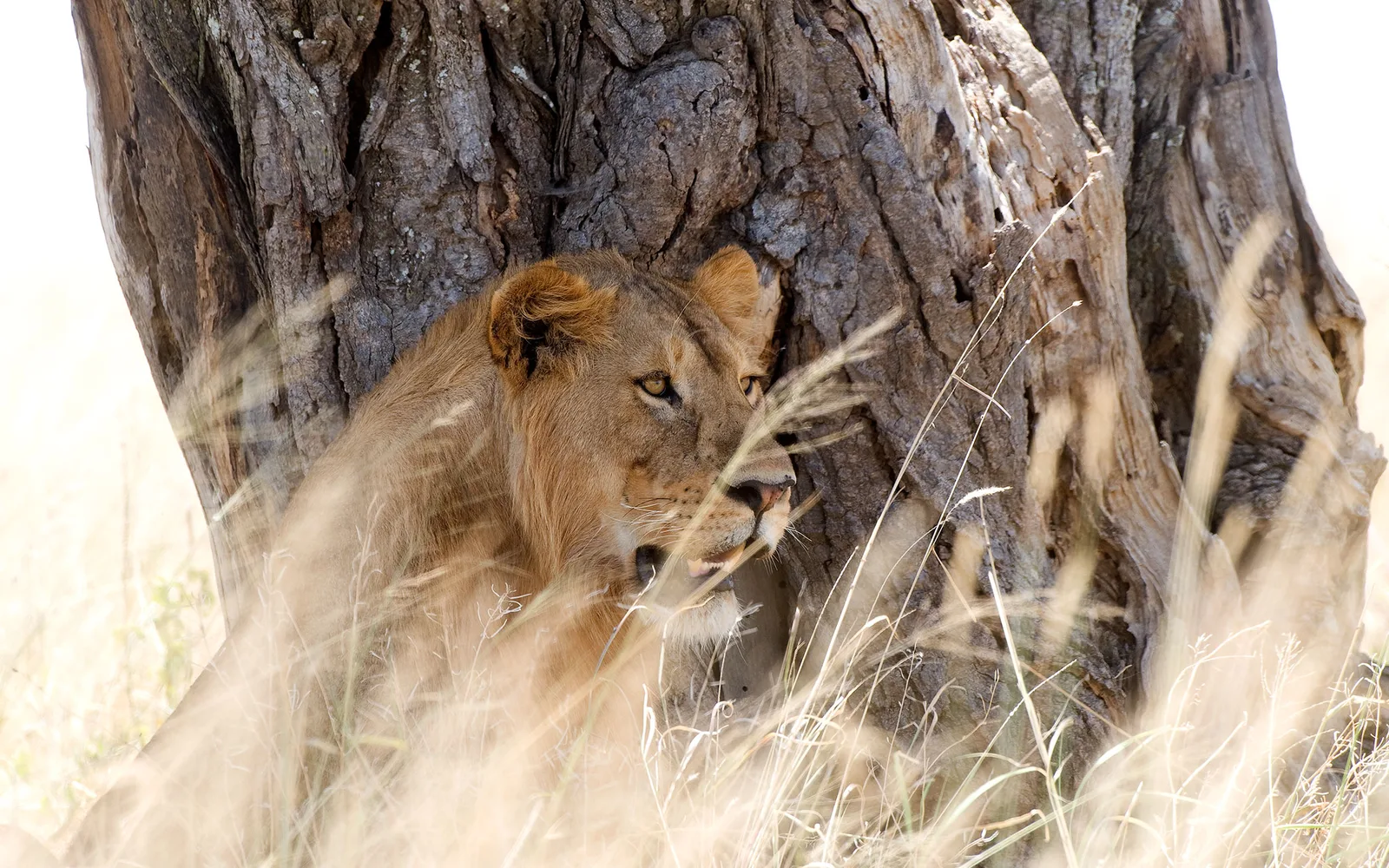 Tanganyika Game Fishing and Photographic Safaris Ltd