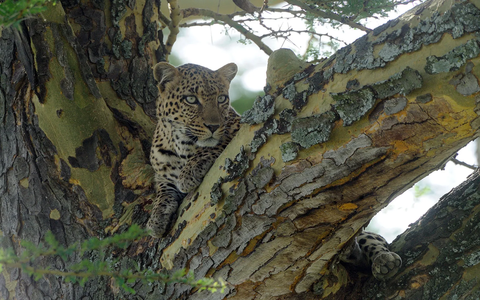 Tanganyika Game Fishing and Photographic Safaris Ltd