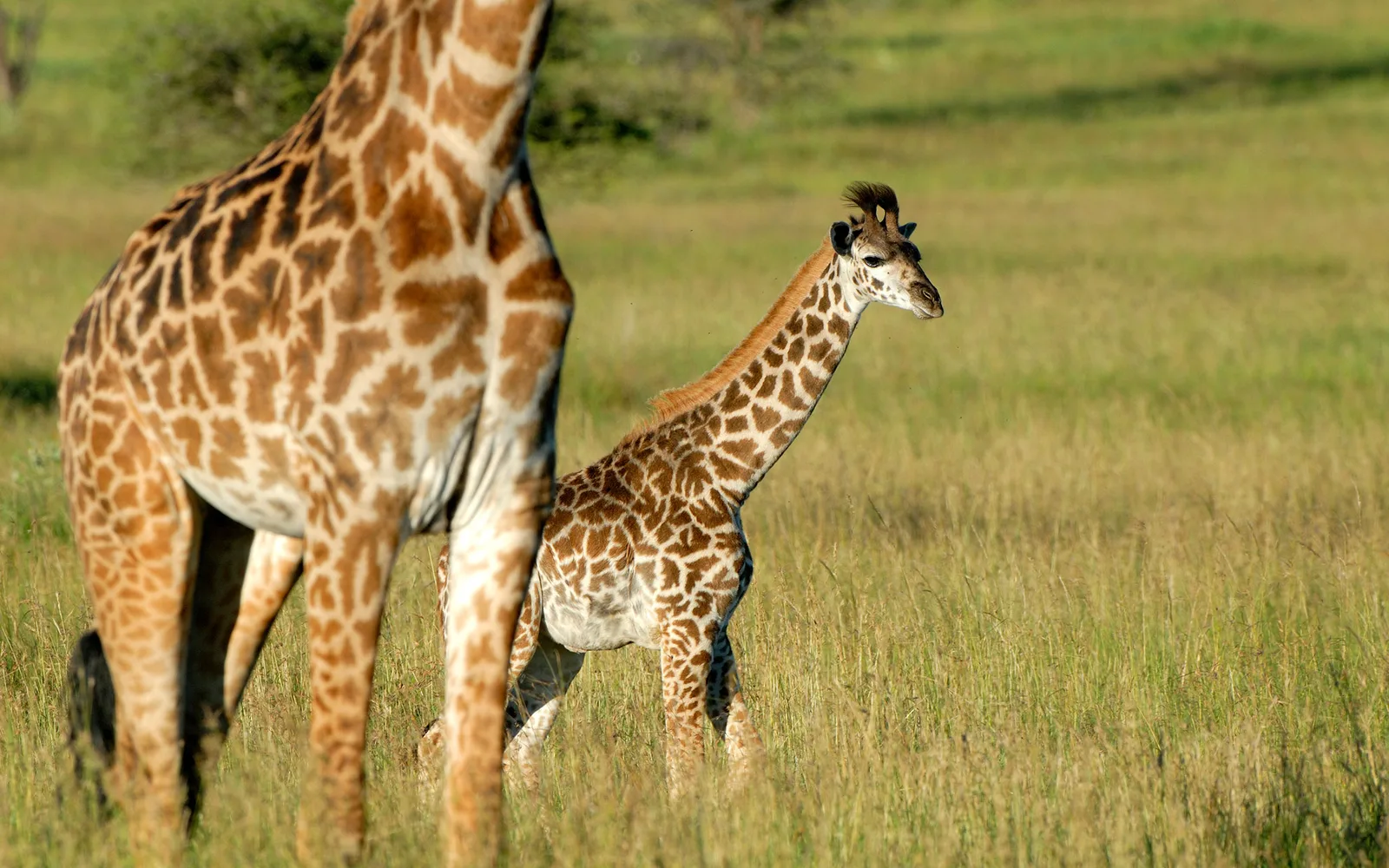 Tanganyika Game Fishing and Photographic Safaris Ltd