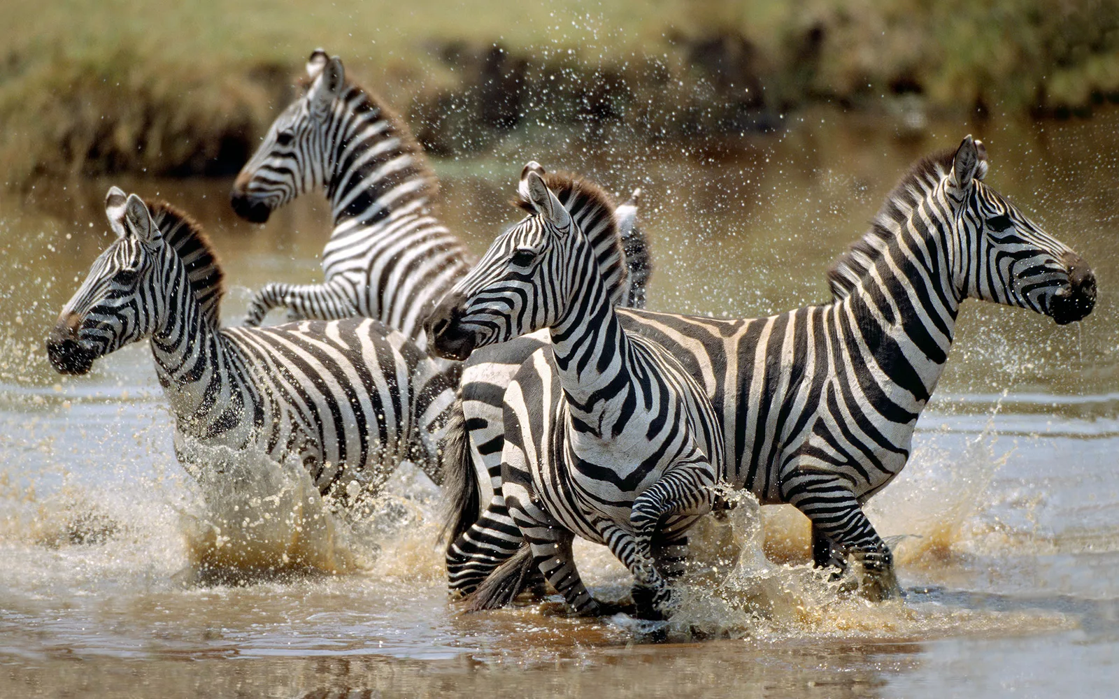 Safari Tanzanie