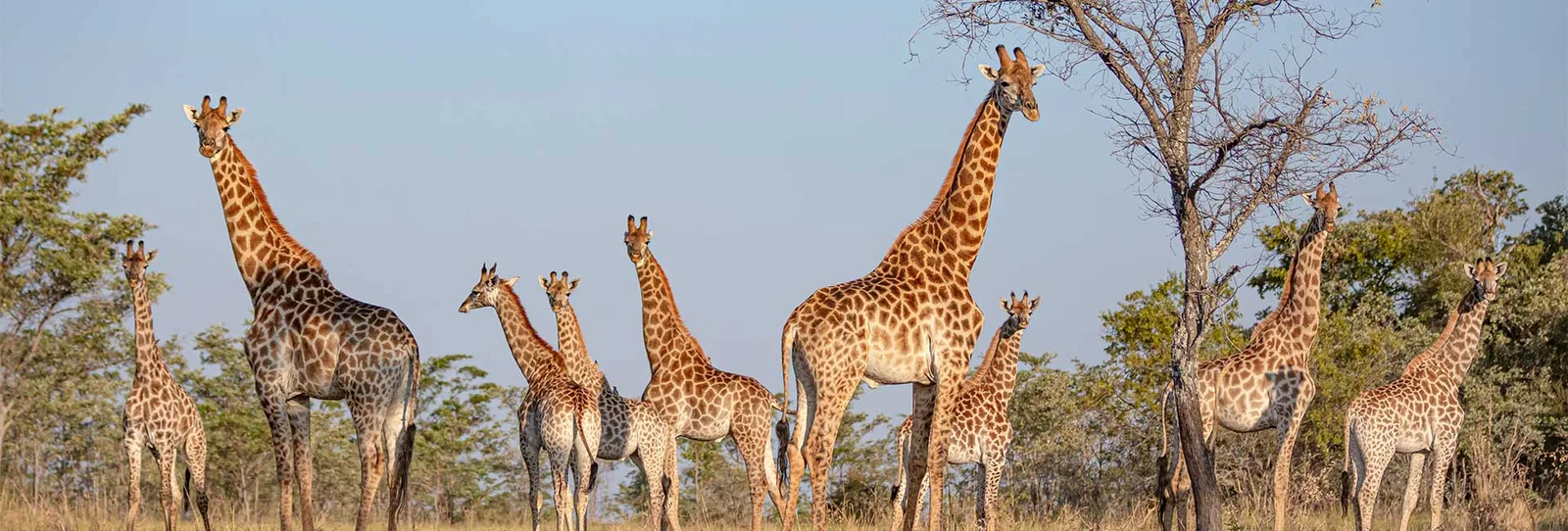 TDK Safaris