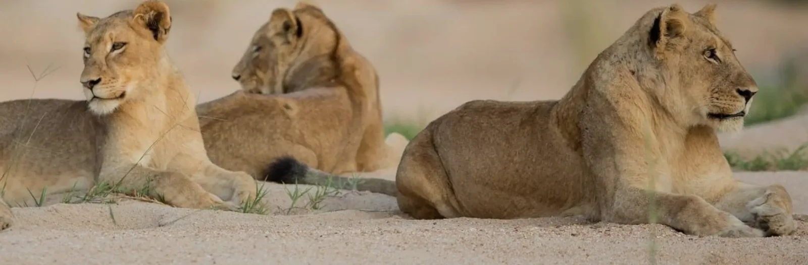 Traditional African Safaris Ltd