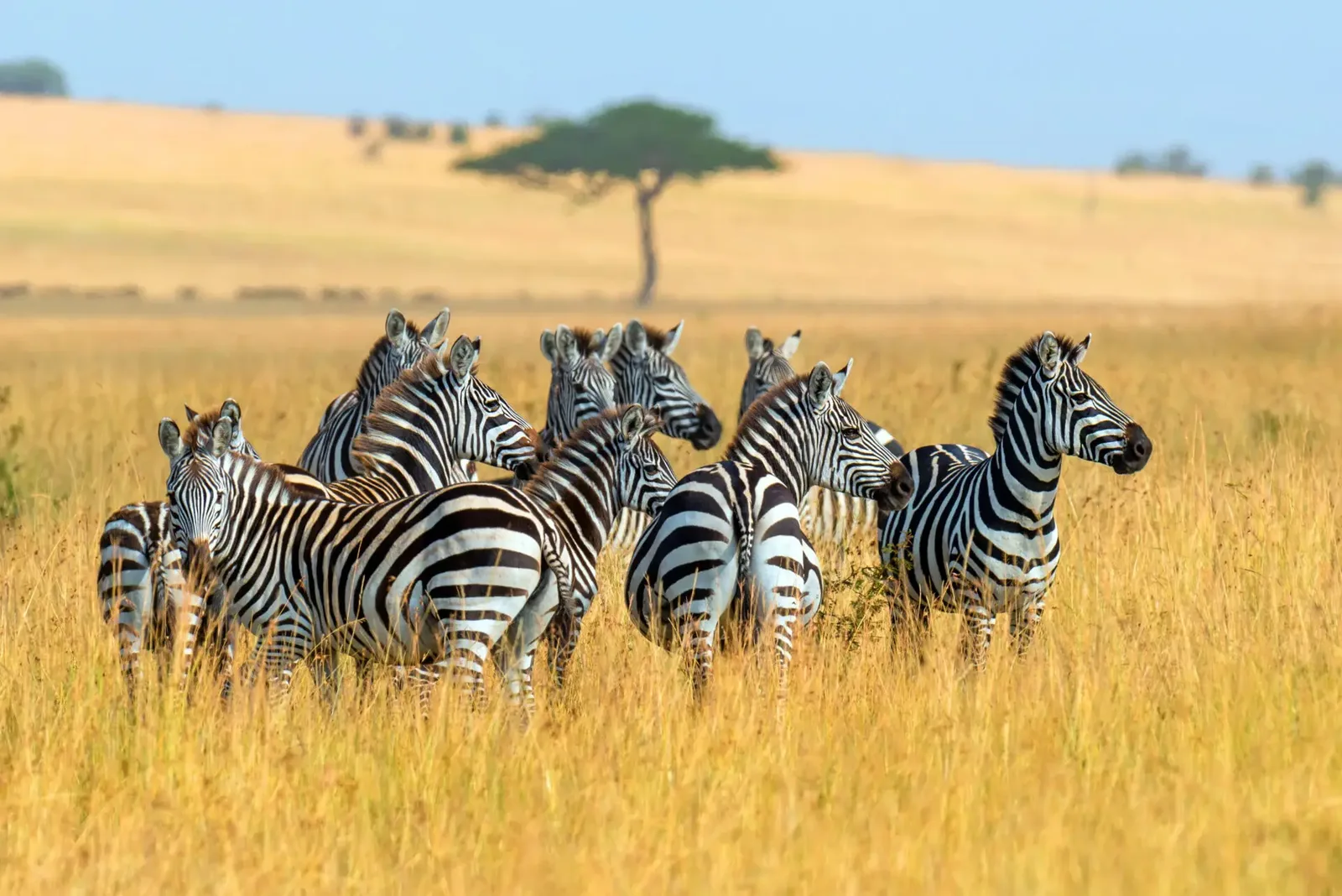 Traditional African Safaris Ltd