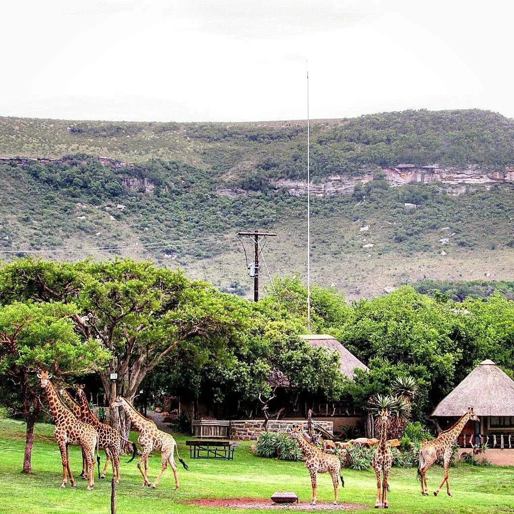 Aloe Hunting Safaris