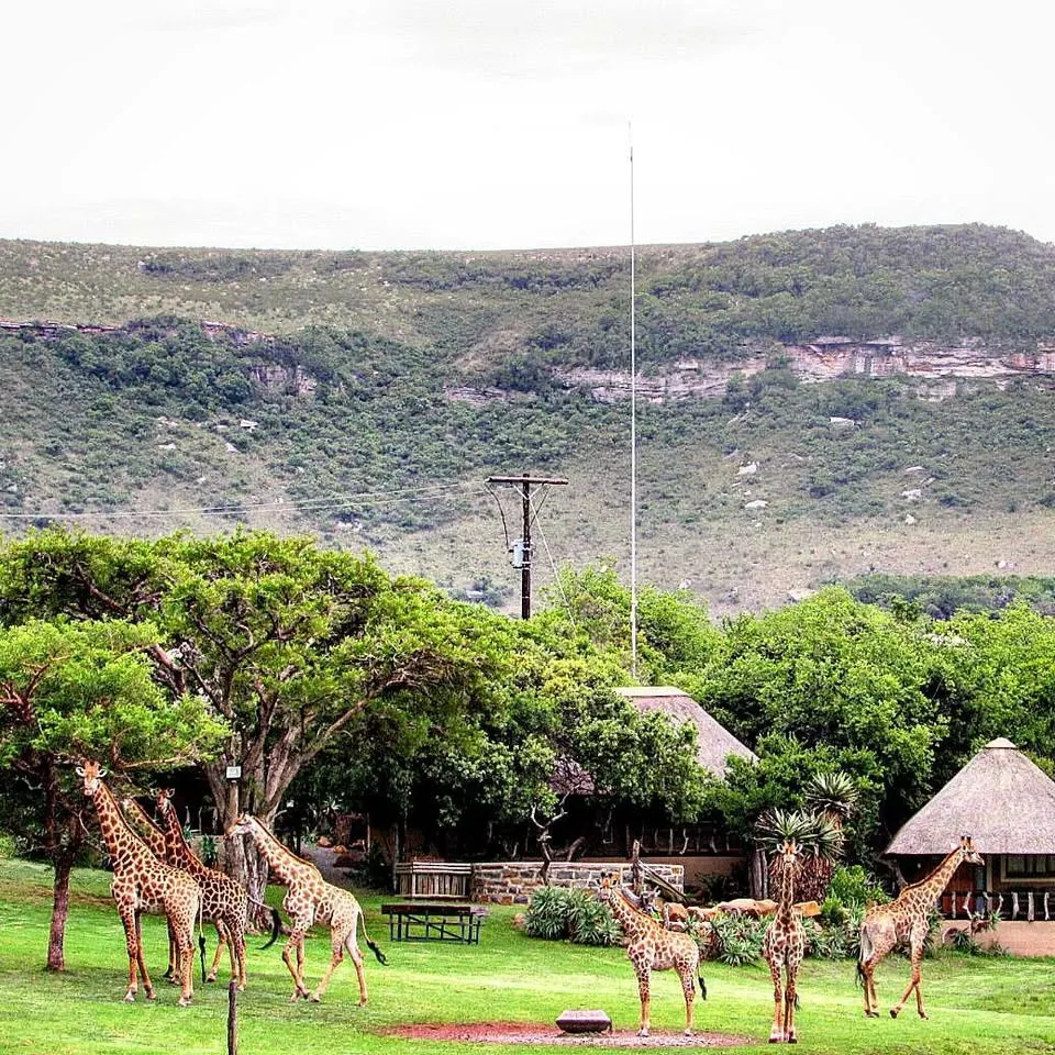 Aloe Hunting Safaris