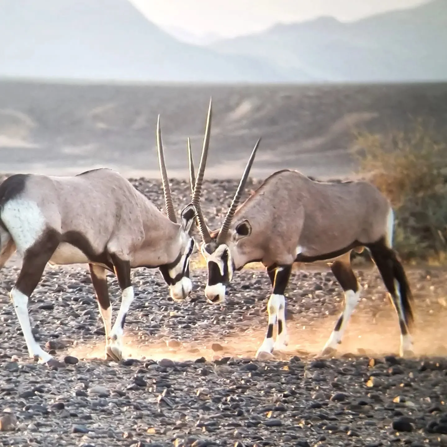 Uhlenhorst Hunting Safaris