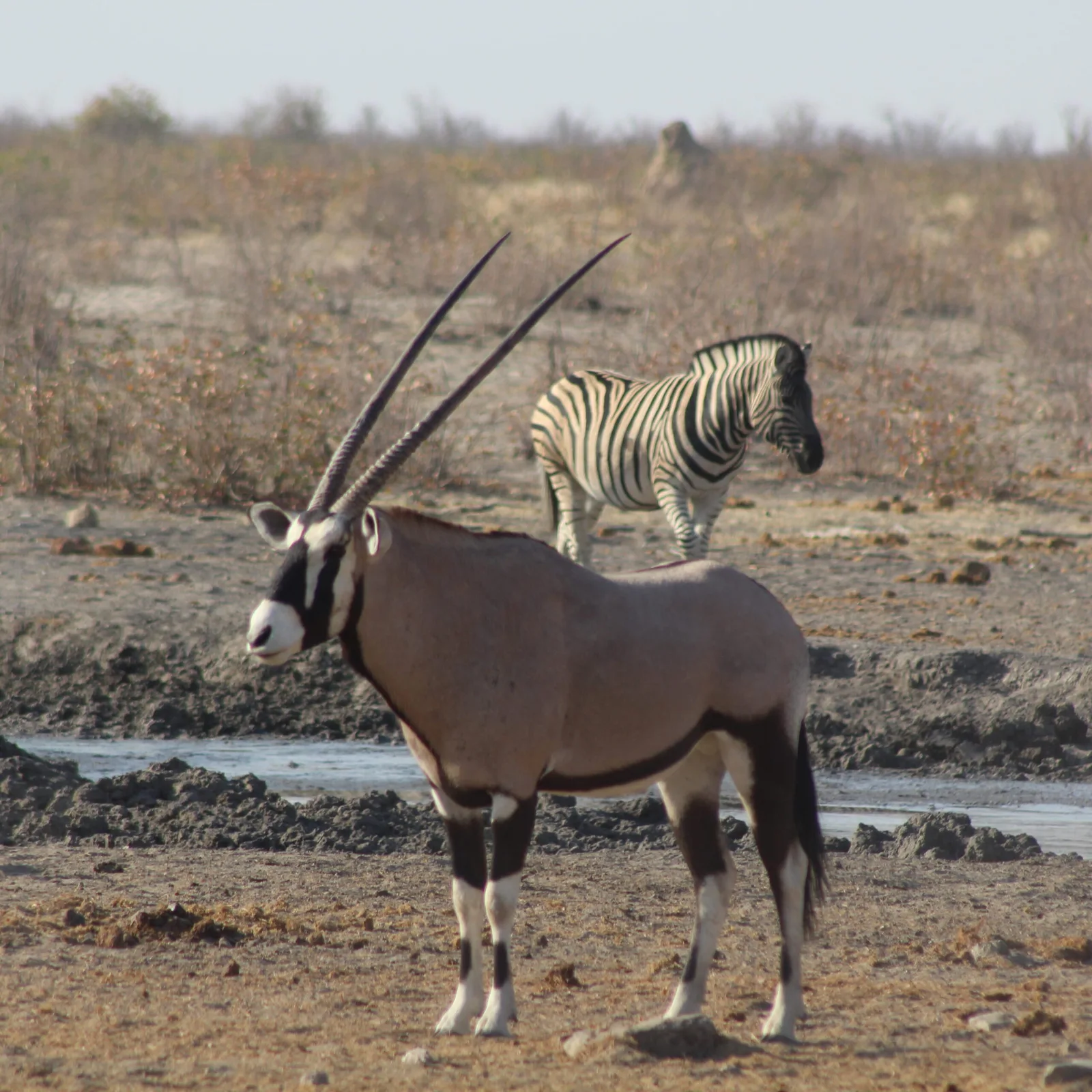 Union's End Safaris