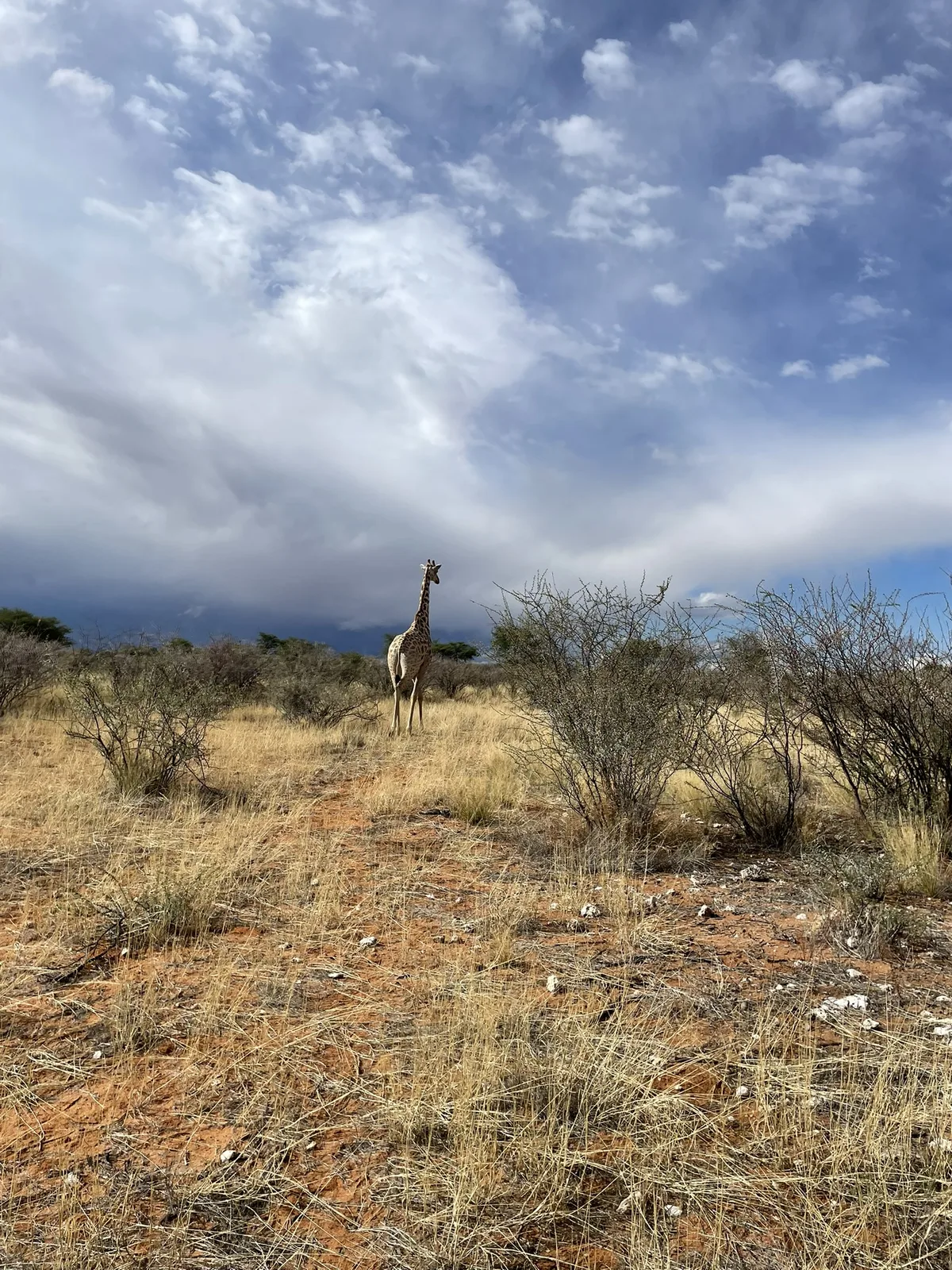 Union's End Safaris