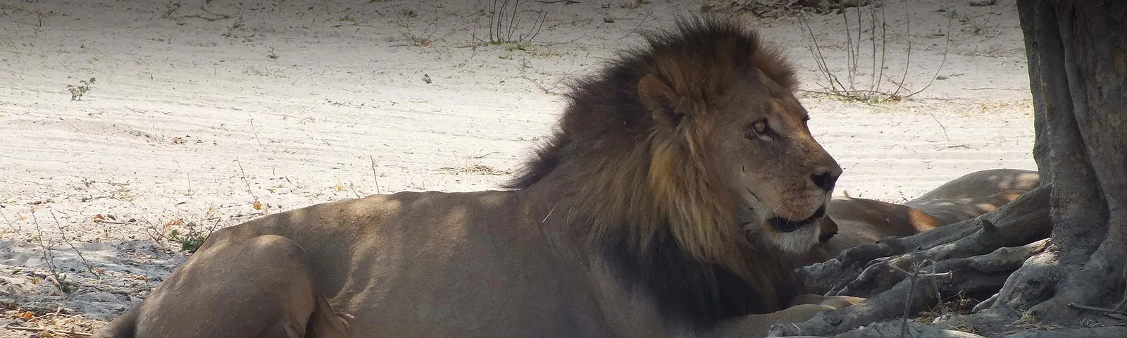 Van Heerden Safaris Ondjou