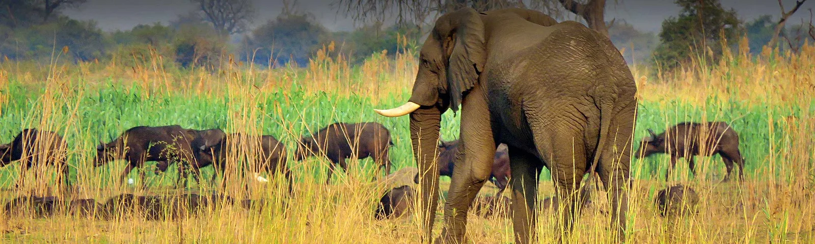 Van Heerden Safaris Ondjou
