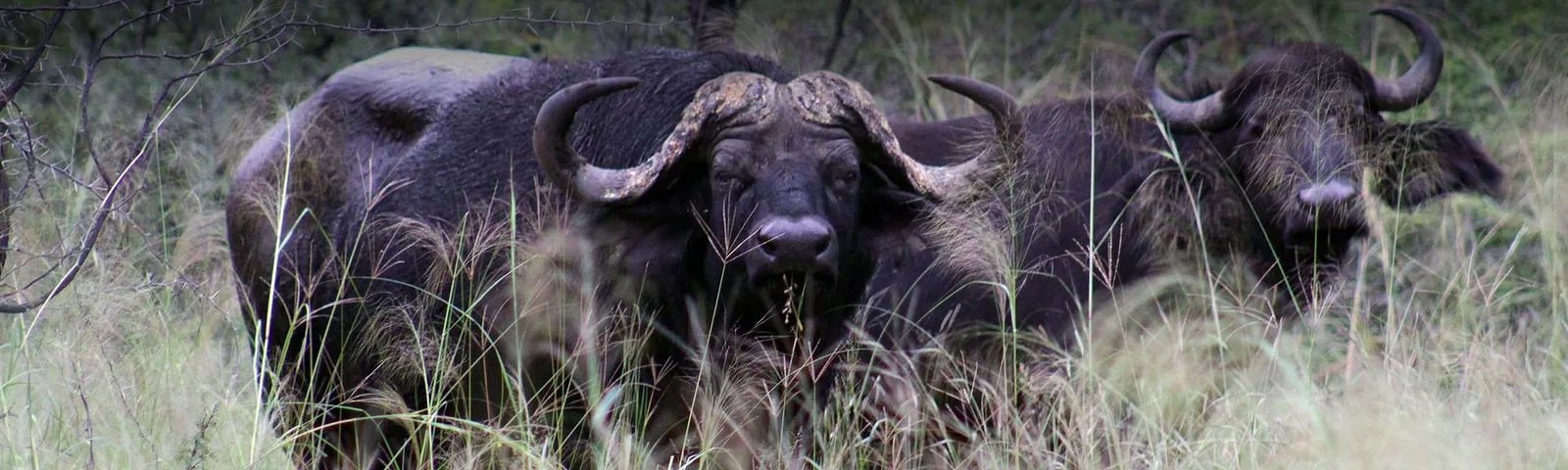 Van Heerden Safaris Ondjou
