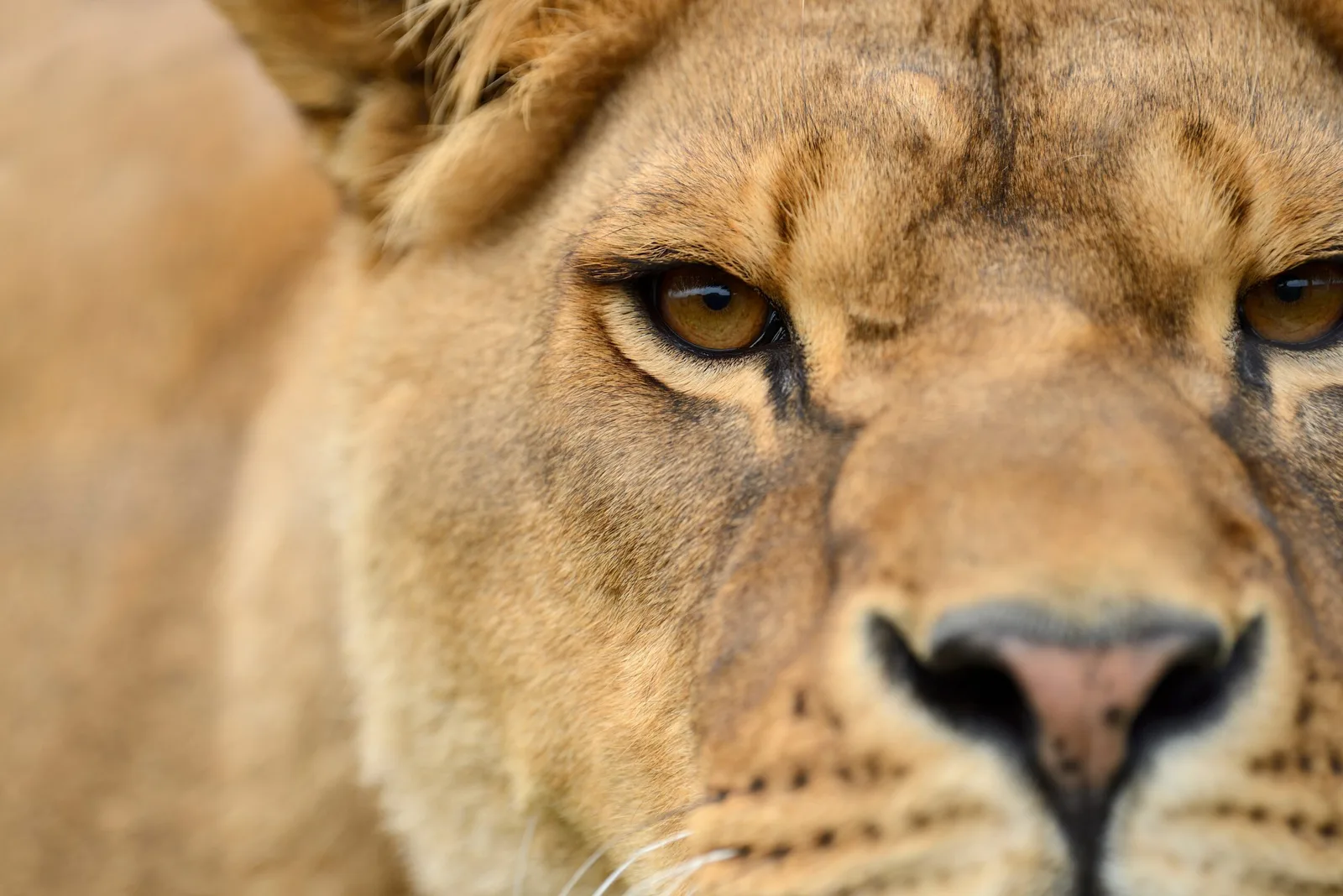 VK African Adventures