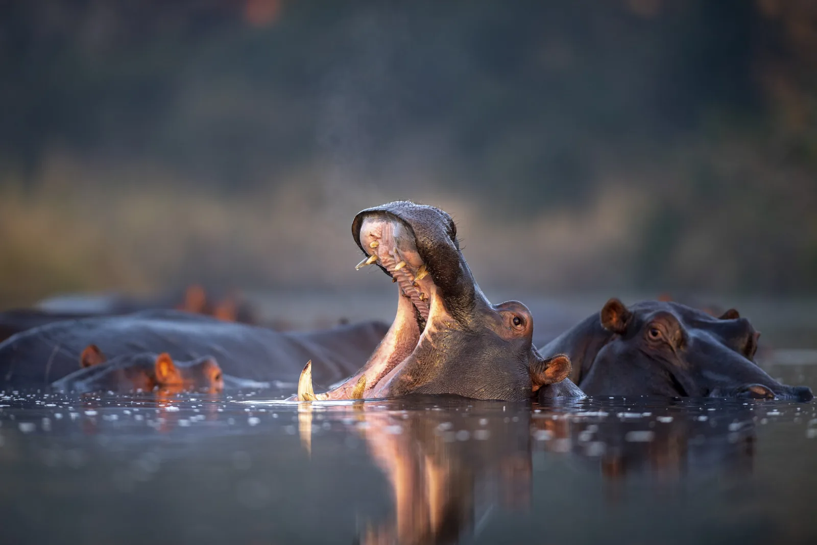 VK African Adventures