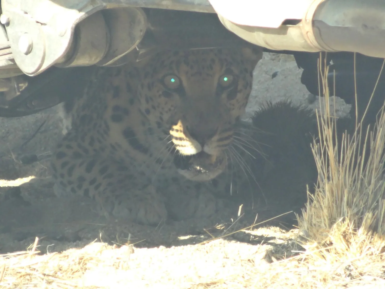 Wilsonfontein Hunting Safaris