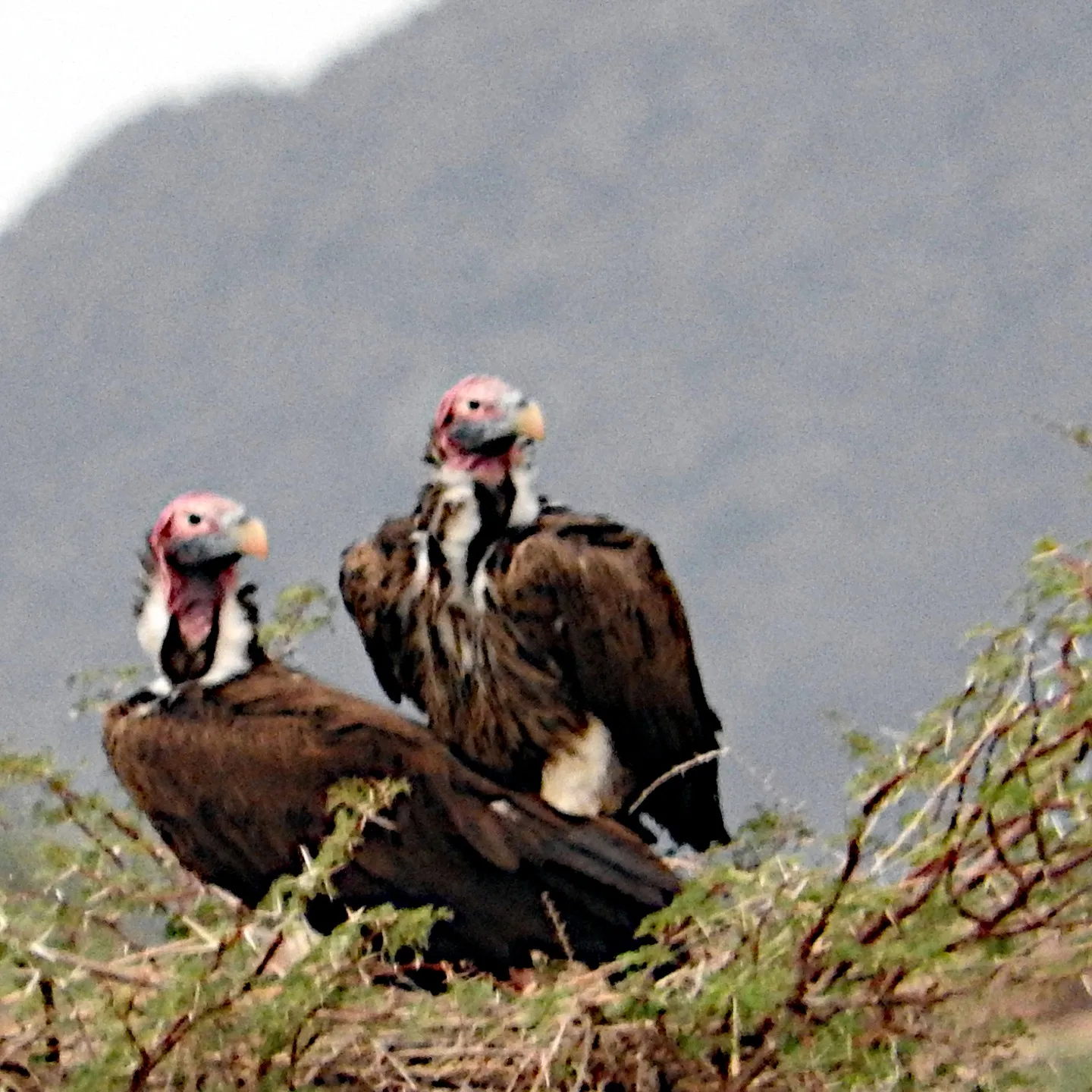 Wilsonfontein Hunting Safaris