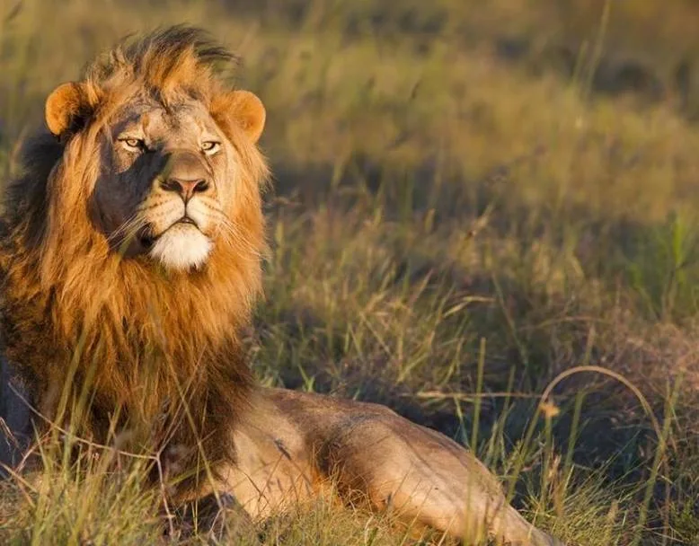 Lion — Home