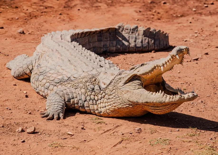 Crocodile In Croco Park In Agadir Morocco Wild A 2025 06 05 20 21 07 Utc — Dangerous Game Hunting