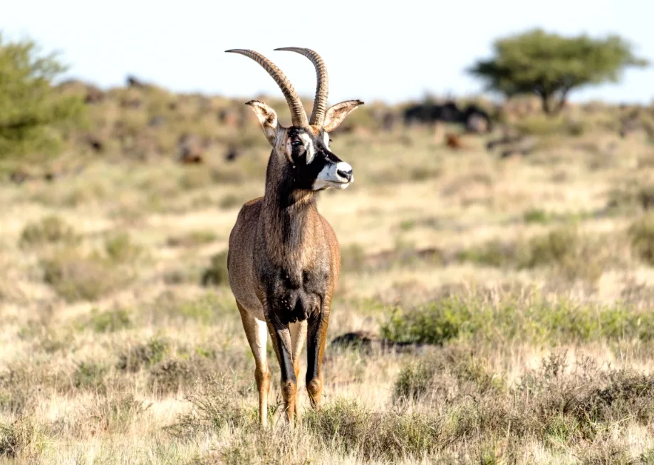 Roar Red Bull 3 — Plains Game Hunting