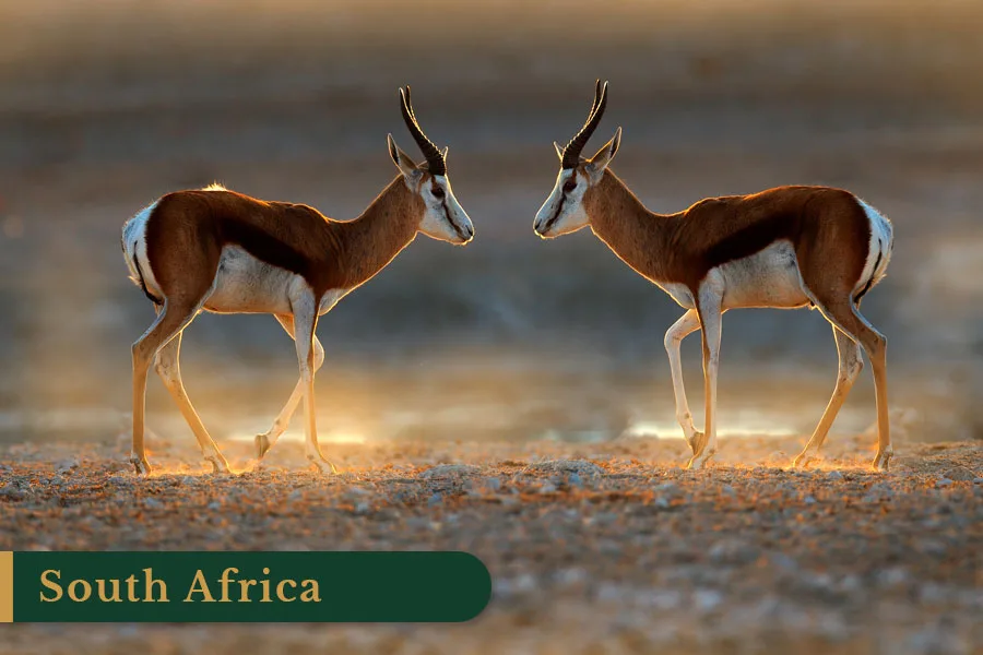 Hunting in South Africa
