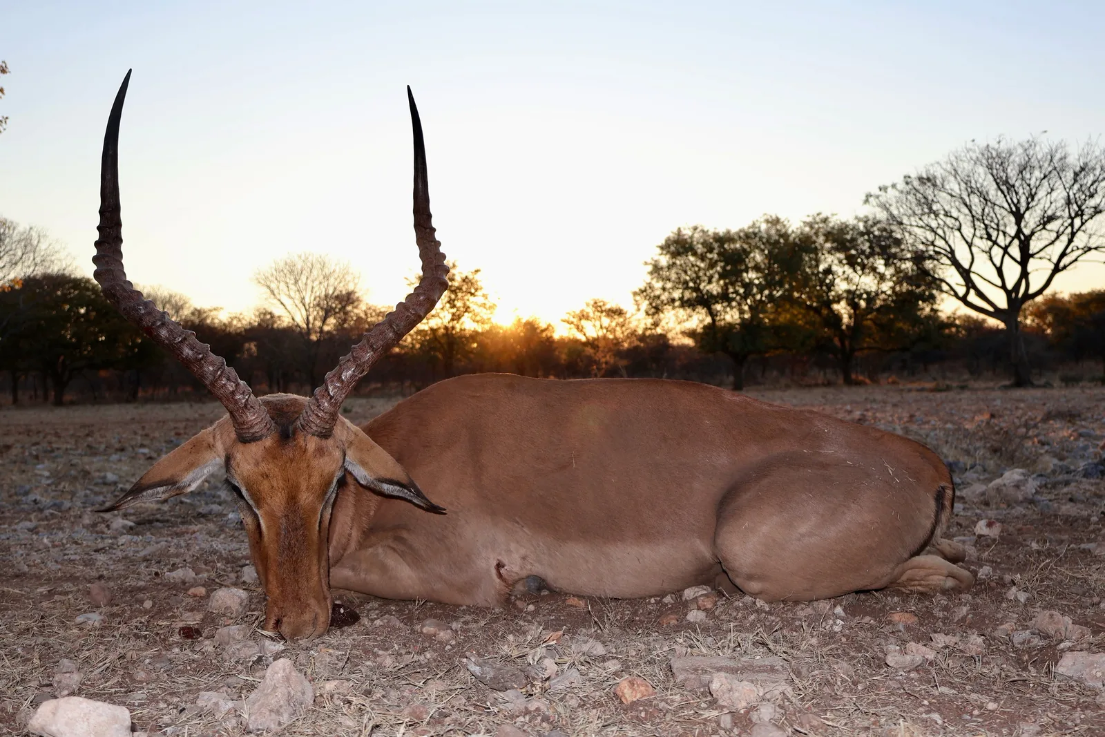 Zana Botes Safaris CC