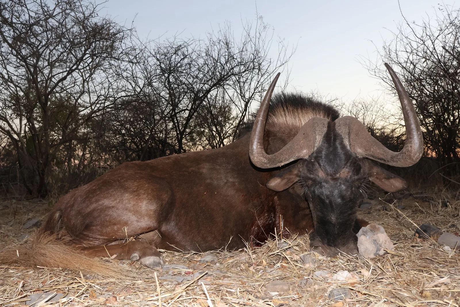 Zana Botes Safaris CC
