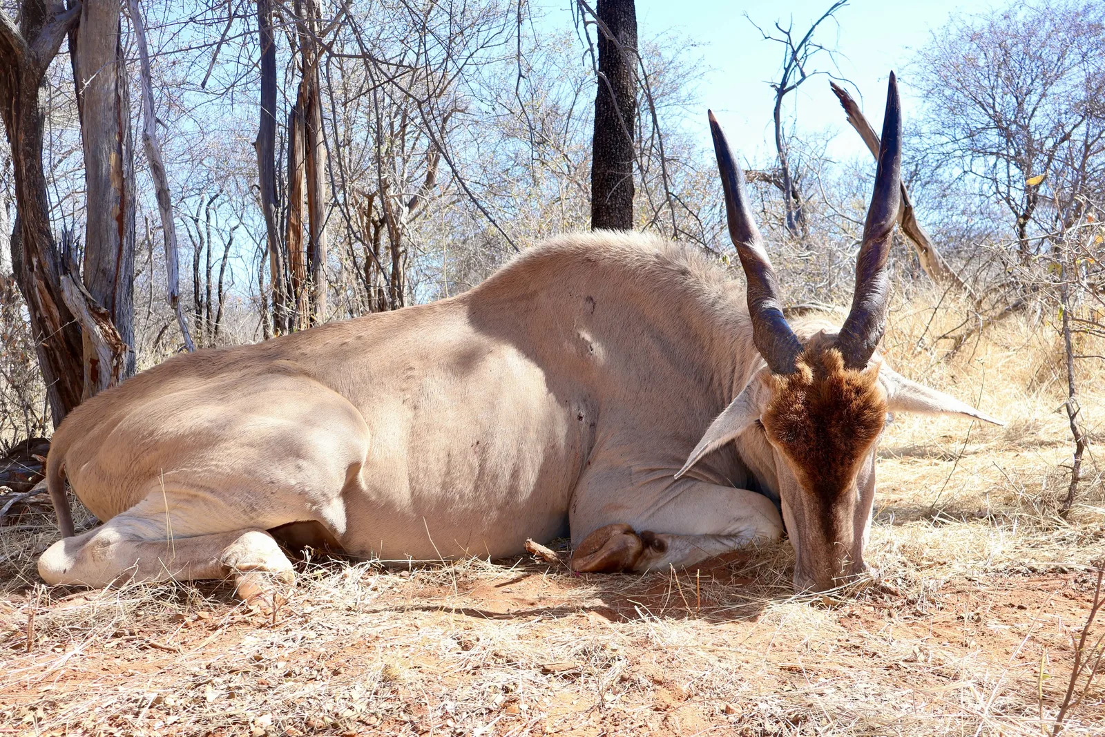 Zana Botes Safaris CC