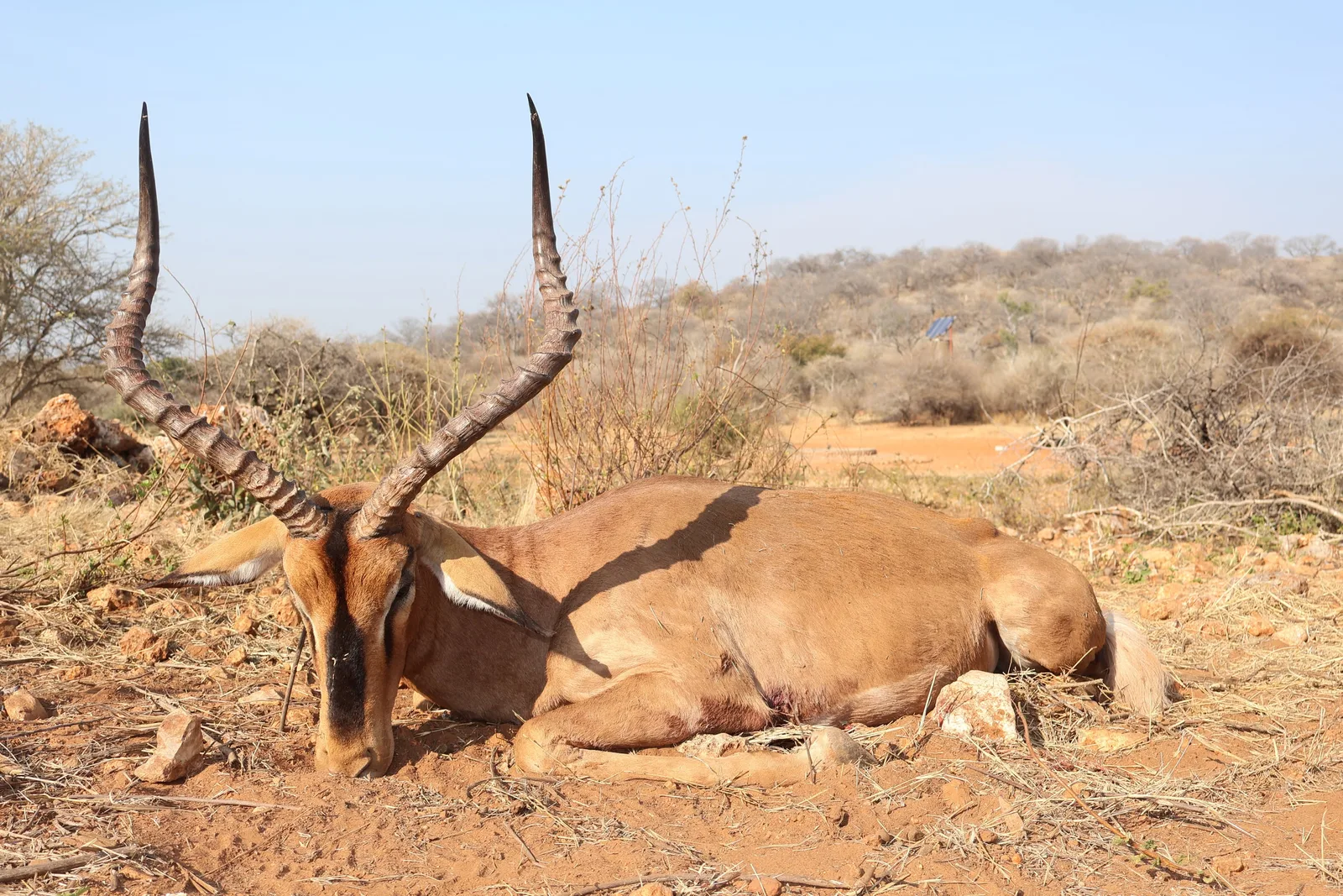Zana Botes Safaris CC
