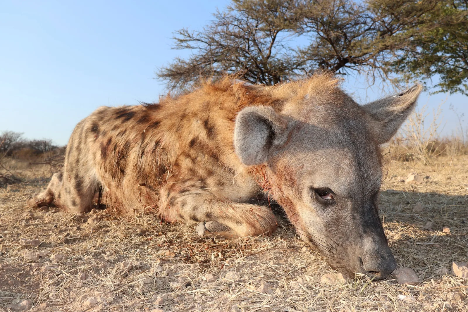 Zana Botes Safaris CC