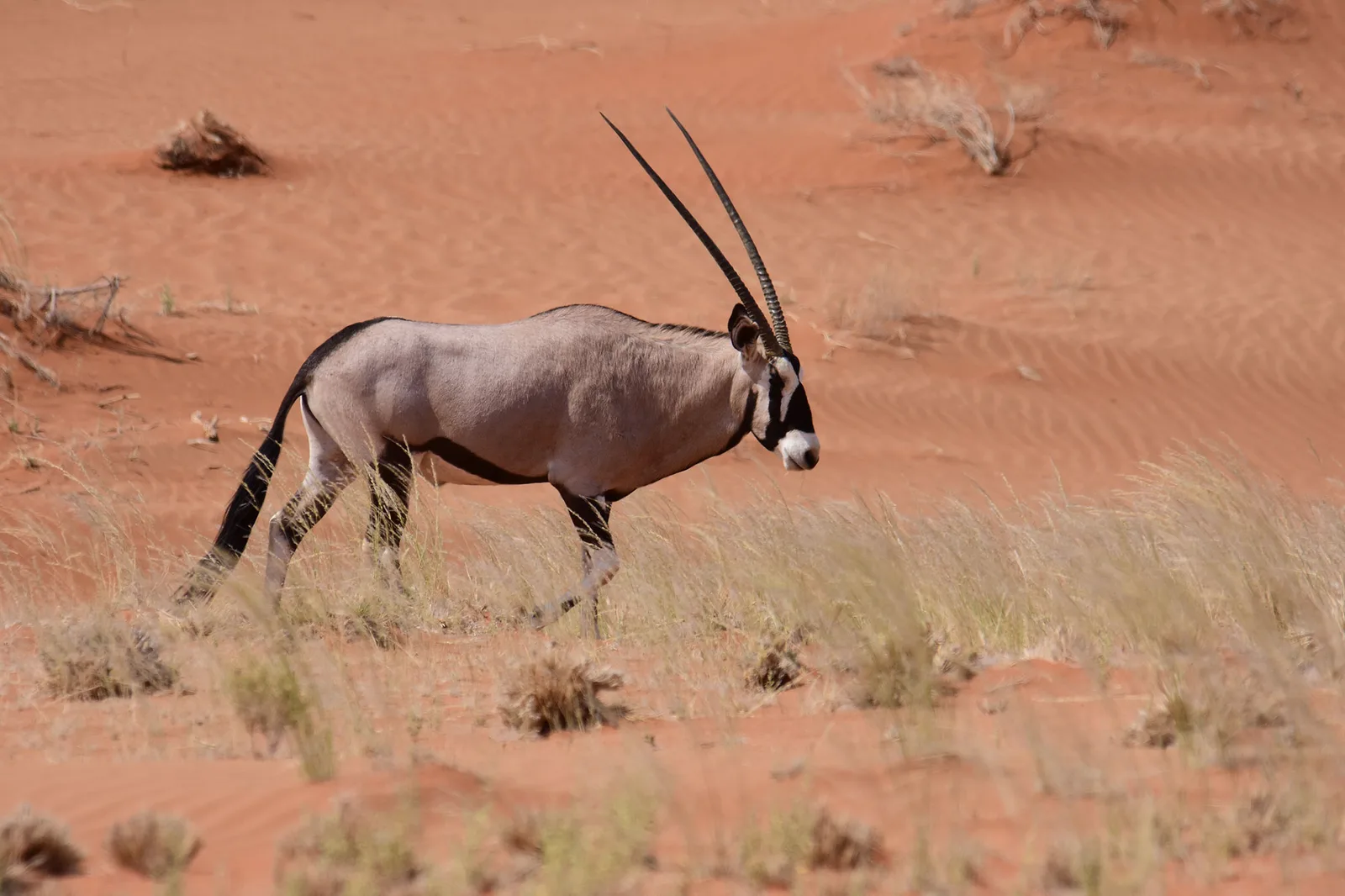 Zighenzani-Africa Safaris