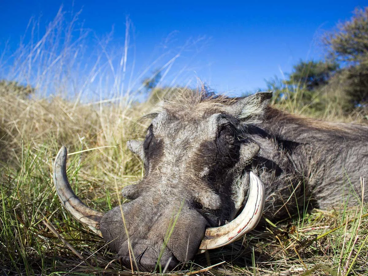 Zighenzani-Africa Safaris
