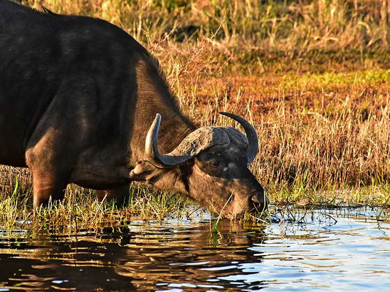 Zighenzani-Africa Safaris
