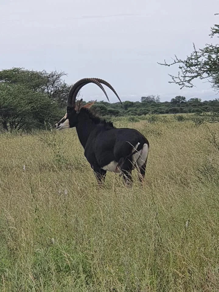 Sable antelope in the bushveld at Zulani Safaris