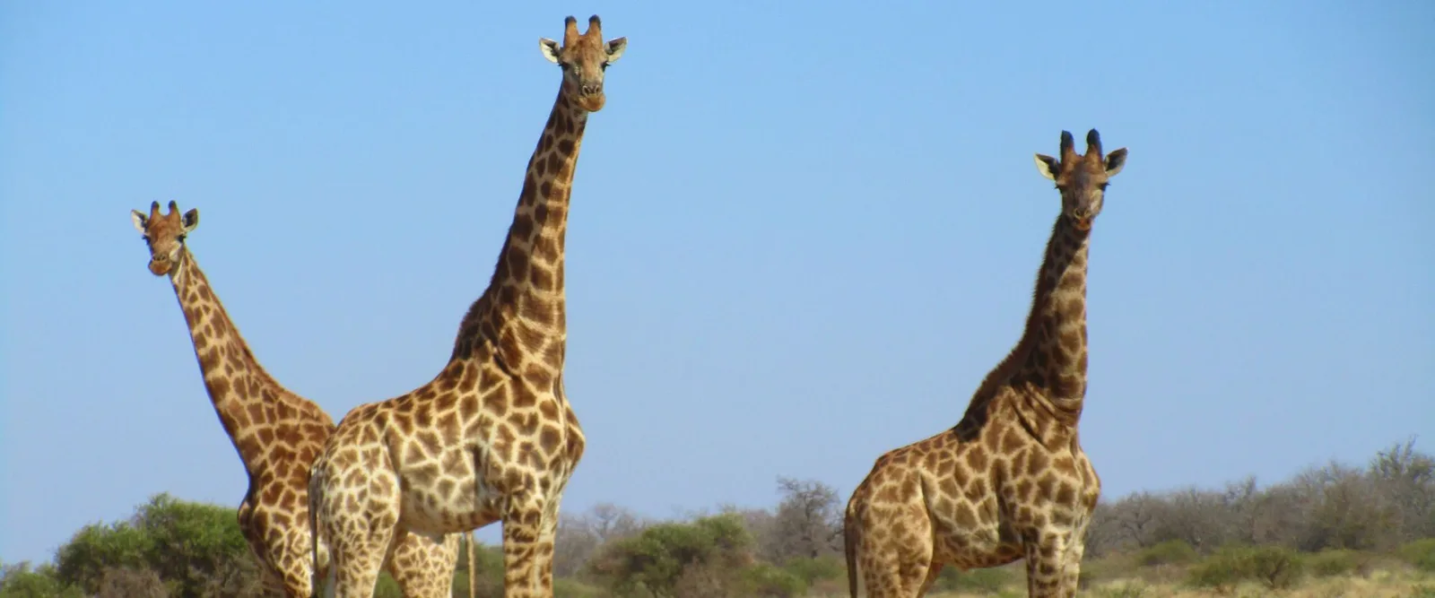 Giraffes on the plains at Zulani Safaris