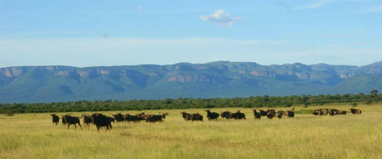 Wildebeest herd on the plains at Zulani Safaris