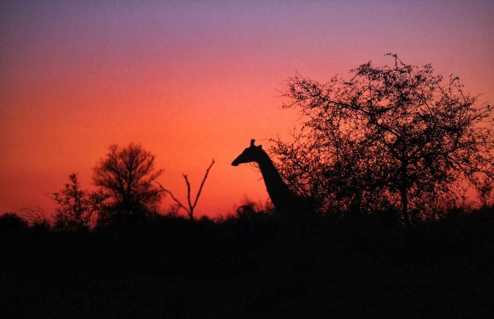 Silhouette of a giraffe against a sunset sky in South African bushveld