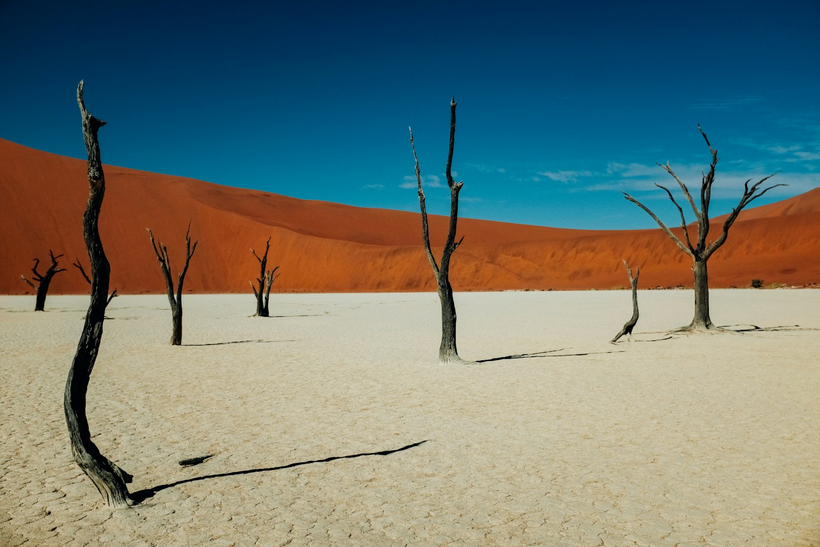 Withered camel thorn trees on white clay under blue sky at Deadvlei, Namibia