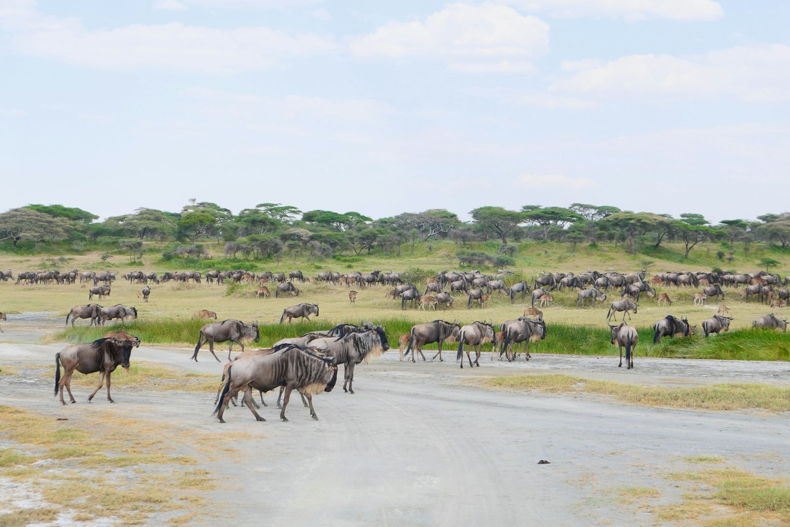Wildebeest herd grazing across open Serengeti grassland in Tanzania