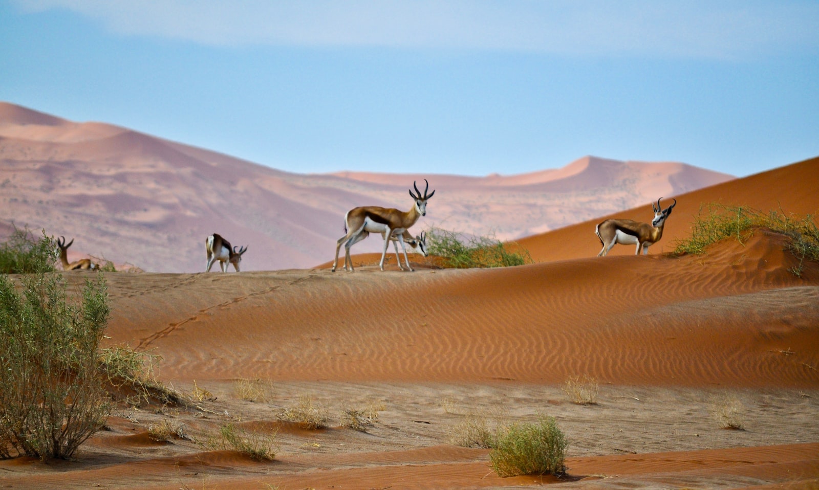 Oryx standing on arid sand under a clear sky in Namibia